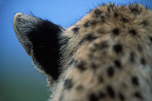 肯尼亚,马塞马拉野生动物保护区,特写,成年,女性,印度豹,猎豹,耳,后面