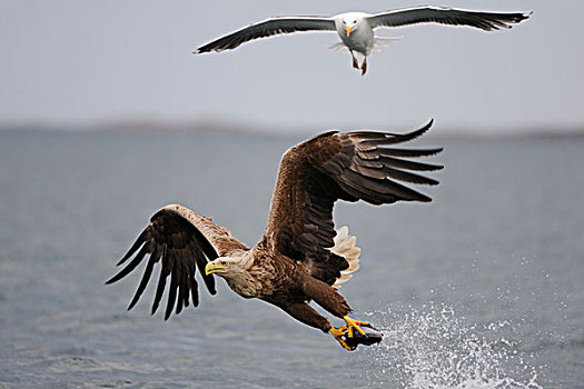 白尾,鹰,海洋,飞行,捕食,黑背,海鸥,后面,挪威,斯堪的纳维亚,欧洲