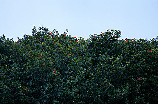 特立尼达,猩红朱鹭,红树