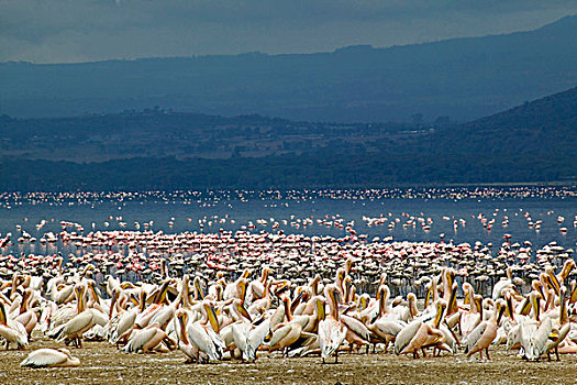白色,鹈鹕,白鹈鹕,纳库鲁湖国家公园,肯尼亚