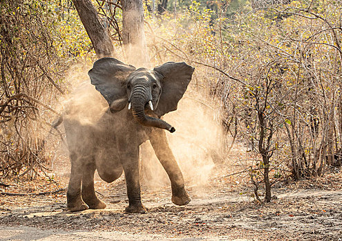 非洲象,灰尘,浴,赞比亚,非洲