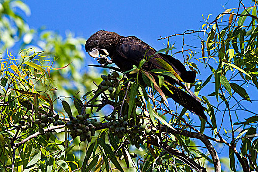 黑色,美冠鹦鹉,卡卡杜国家公园,北领地州,澳大利亚