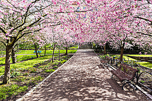 花,樱桃树,公园