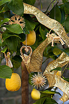 圣诞装饰,柠檬树