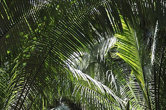 棕榈叶,叶状体,伯利兹,中美洲