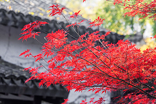 红叶与古建筑,中式古建背景下的红色枫叶