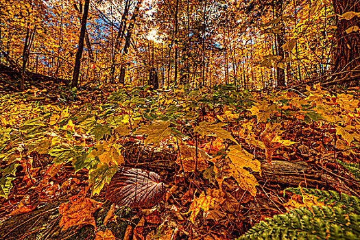 秋色,蕨类,阿尔冈金公园,安大略省,加拿大