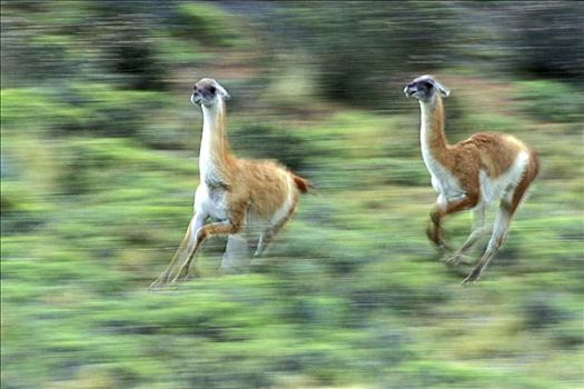 雄性,原驼,追逐,一个,托雷德裴恩国家公园,巴塔哥尼亚