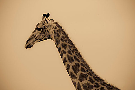 长颈鹿,林波波河,省,南非