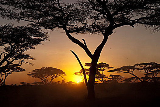 日落,刺槐,树林,恩戈罗恩戈罗,坦桑尼亚,非洲