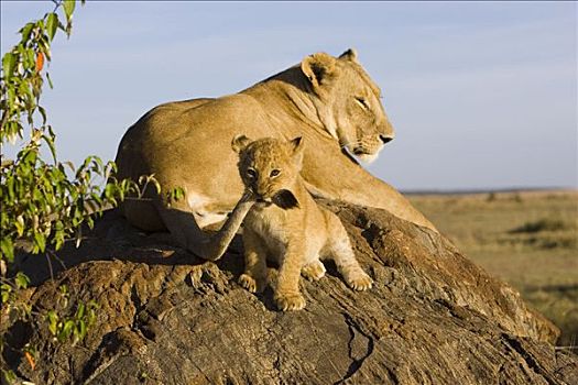 非洲狮,狮子,7-8岁,星期,老,幼兽,玩,尾部,脆弱,马赛马拉国家保护区,肯尼亚