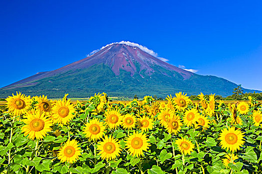 山,富士山,向日葵