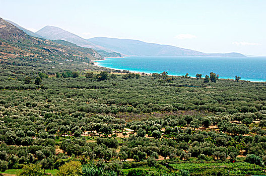 阿爾巴尼亞,橄欖林,靠近,海灘
