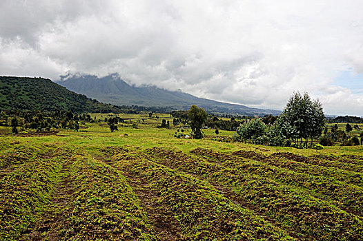 卢旺达,区域,火山国家公园,乡村风光