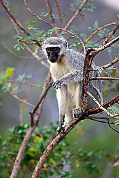 长尾黑颚猴,小动物,树上,国家公园,纳塔耳,南非,非洲