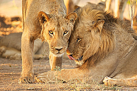 两个,雄性,狮子,津巴布韦