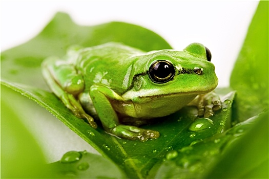 小,绿树蛙,坐,叶子