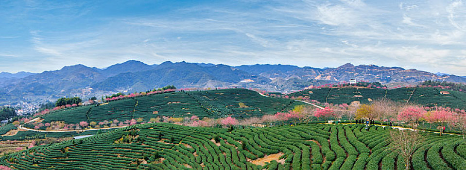 福建省,漳平市,永福,阿里山,樱花园,自然环境