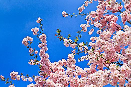 春天,樱花,粉色,蓝色背景