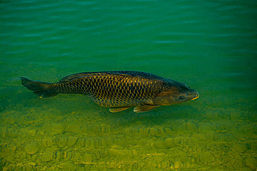 鲤鱼,湖