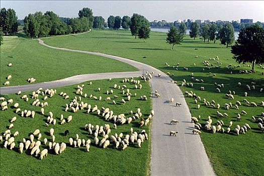 大,牧群,绵羊,放牧,绿色,草地,左边,右边,道路,鸟瞰,湿地,莱茵,区域,北莱茵威斯特伐利亚,德国,欧洲