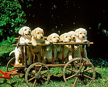 黄色拉布拉多犬,幼仔,站立,木头,手推车