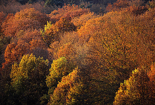 秋日树林,法国