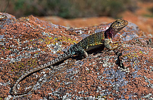 蜥蜴,石头,俄克拉荷马,美国