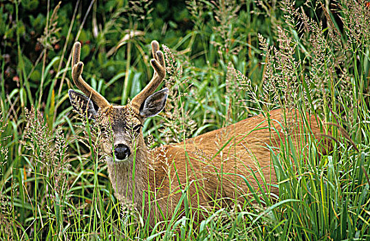 努特卡,鹿,骡鹿,不列颠哥伦比亚省,加拿大