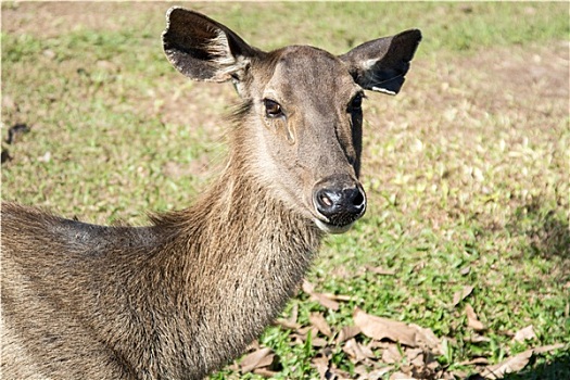 鹿,国家公园,泰国