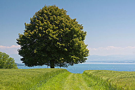 老,酸橙树,康士坦茨湖,巴登符腾堡,德国,欧洲