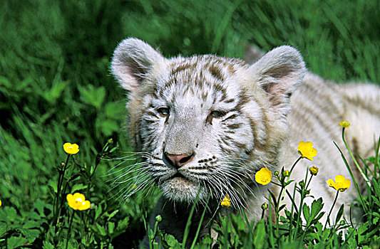白色,虎,大型猫科动物,幼兽,黄色,花