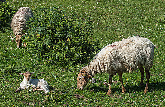 西班牙,羊羔,欧洲