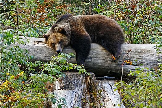 棕熊,躺着,树干,户外,围挡,巴伐利亚森林,德国