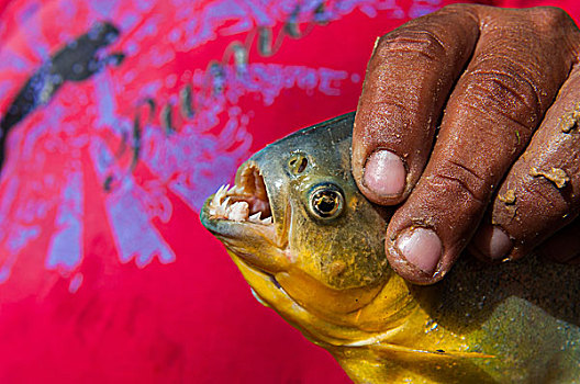 男人,拿着,水虎鱼,潘塔纳尔,南马托格罗索州,巴西,南美