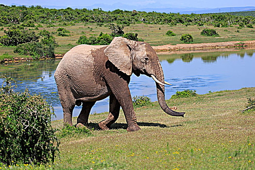 非洲象,成年,水坑,阿多大象国家公园,东开普省,南非,非洲