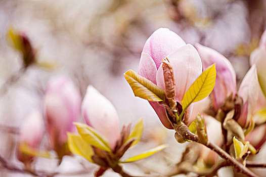 枝条,粉色,木兰,花