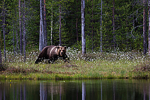 欧洲,棕熊,向外看,湖岸,树林