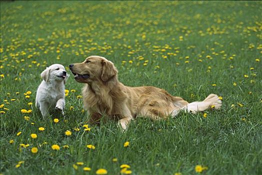 金毛猎犬,狗,肖像,母亲,小狗,玩,休息,绿色,草,草地