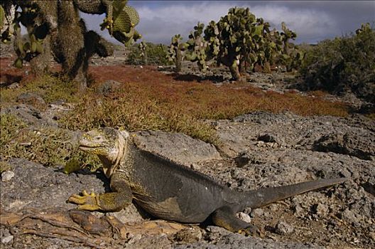 加拉帕戈斯,陆地,鬣蜥蜴,加拉巴哥陆鬣蜥,靠近,仙人掌,加拉帕戈斯群岛,厄瓜多尔