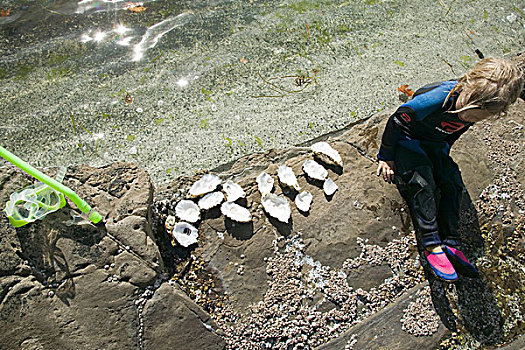 女孩,牡蛎,壳,收集,港口,岛屿,不列颠哥伦比亚省,加拿大