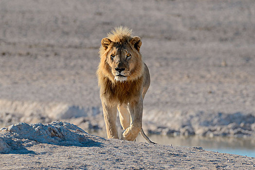 非洲狮,狮子,水坑,走,埃托沙国家公园,纳米比亚,非洲
