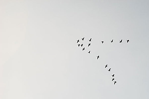 成群,迁徙,鸟,剪影,天空