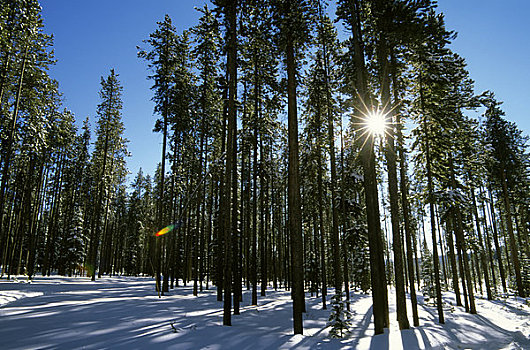 美国,蒙大拿,靠近,西部,黄石公园,国家森林,松树