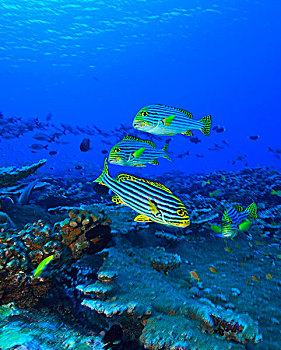 珊瑚鱼,北方,环礁,南方,马尔代夫,印度洋