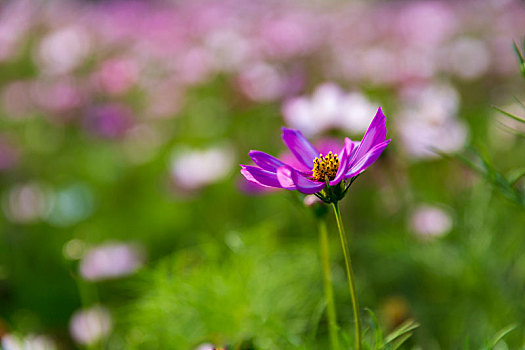 花的季节