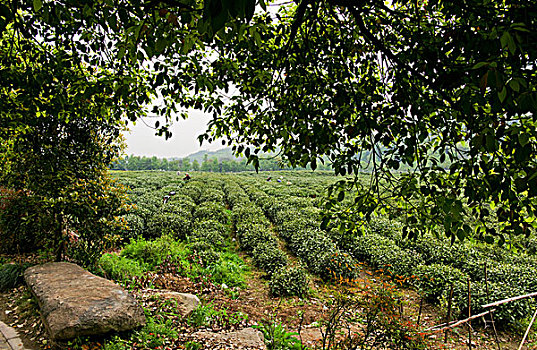 西湖茶乡,龙井