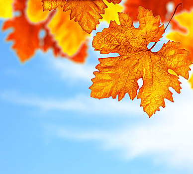 漂亮,秋天,树,叶子,背景,边界