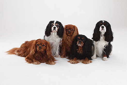查尔斯王犬,红宝石,三种颜色,动物群,卧