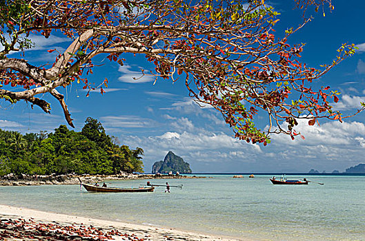 树,红叶,沙滩,苏梅岛,岛屿,省,泰国,东南亚,亚洲